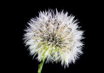 Beautiful and amazing focus stacked macro closeup of a dandelion on a black background, with many rain water dew drops on the petals and seeds