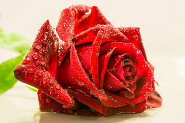 Nahaufnahme rote Rose mit Wassertropfen 