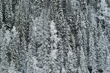 background: a wall of winter forest on a mountainside with snow-covered branches