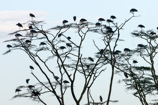 Marabus-Serengeti-Afrika