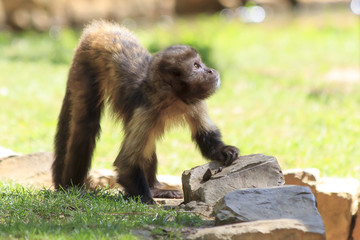 A baby monkey watching in the air. © michaeljournolleau