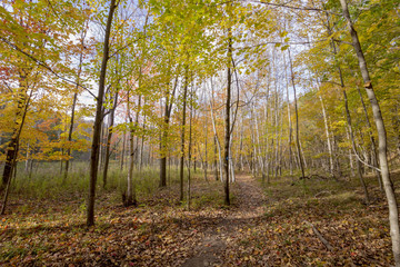 Fototapeta premium Fall birch trees