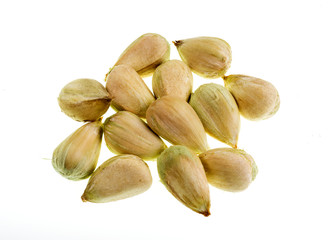Bunya Pine Seeds