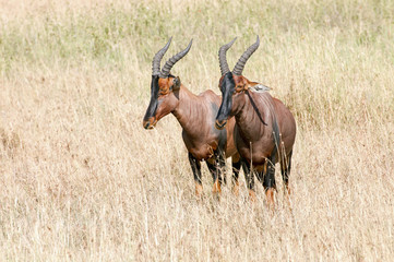 Topi Antilopen Serengeti Afrika