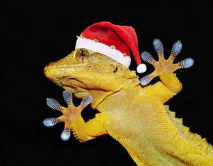gecko with santa claus hat greets everyone © nico99
