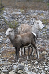 Wild Bighorn sheeps in Northern Territories, Canada