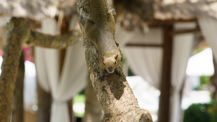 バリ リス BALI Squirrel
