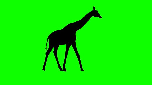 Black silhouette of giraffe, animation on the green screen