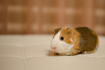 Guinea pig white red color