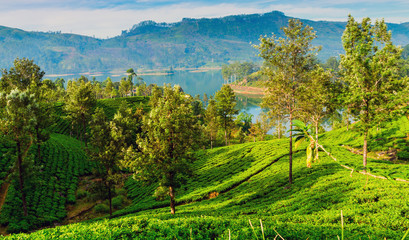 green tea leaf green fields Natural travel background.