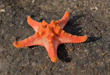 Starfish on caribbean beach reef seacoast - Summer background