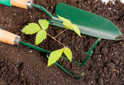 Gardening Equipment, Gardening, Work Tool in black composted soil Seedling green plant