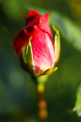 Blooms fragrant pink rose