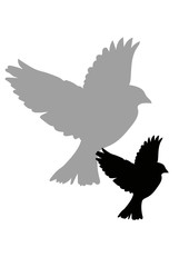 dove bird shdow vector.Isolated art