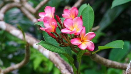 Obraz premium BALI バリ プルメリア Plumeria