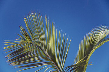 Tropical Palm Tree Leaves vintage filter