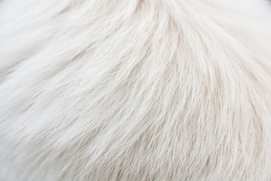 White fur
