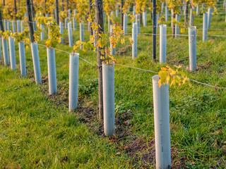 Weinbau im Herbst