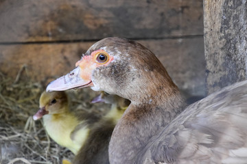 Muscovy duck mother with ducklings.