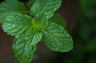 Close up Peppermint planted in pots