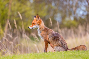 Wild red fox near HIrtshals