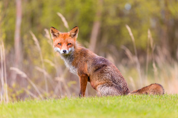 Obraz na płótnie Canvas Wild red fox near HIrtshals