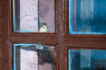 Sparrow sitting on the window