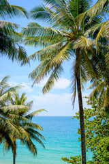 Fototapeta na wymiar Palms at blue sky background