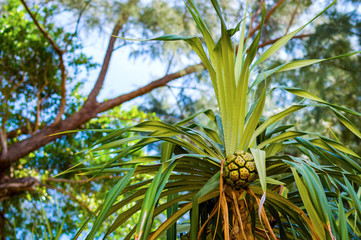 Palm fruit on tree