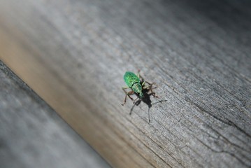 Green beetle