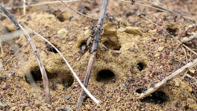 Winged ants leaving their anthill to create a new colony - six different scenes of the same colony
