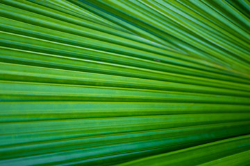 Closeup macro of green leaf texture. nature background.