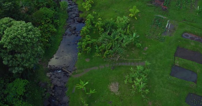 Top down aerial shot flying over a tropical stream and traditional Hawaiian Taro (Kalo) fields (lo'i). Tropical plants sway in the wind as young green taro grows in the muddy terraced fields. .