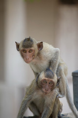 可愛いサル