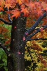 雨上がりの紅葉の森　The fall foliage forest after the rain	