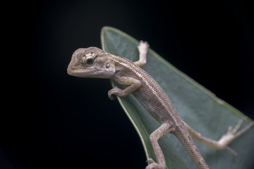 shoot macro pictures of wildlife