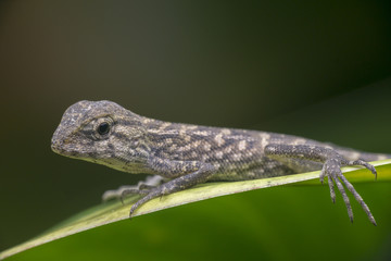 shoot macro pictures of wildlife