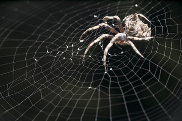 shoot macro pictures of wildlife