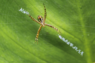 shoot macro pictures of wildlife