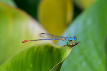 shoot macro pictures of wildlife