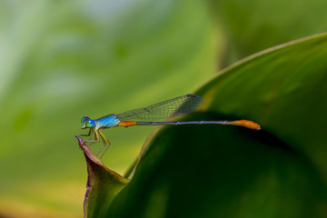 shoot macro pictures of wildlife