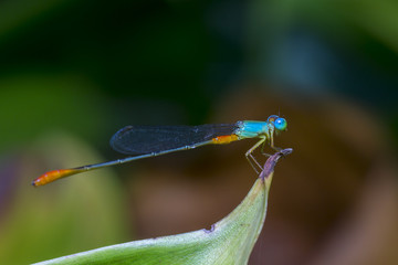shoot macro pictures of wildlife