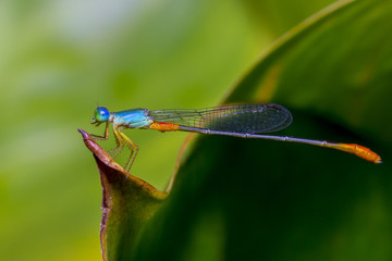 shoot macro pictures of wildlife