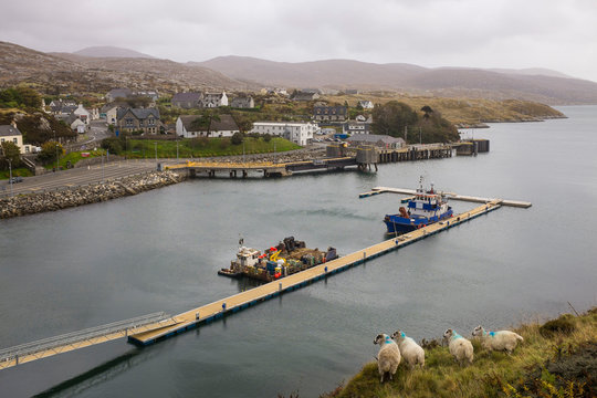 Port of Tarbert with Sheep on the Isle of Harris