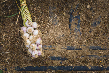 Freshly Picked Braided Garlic Bulb on Soil and Dirt