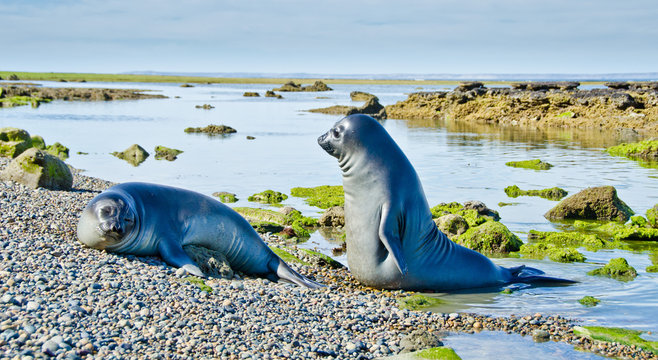 Elephant de mer de la P&eacute;ninsule de Vald&egrave;s, Argentine