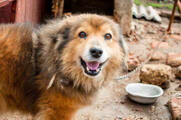 yard dog on a chain and bowl of food