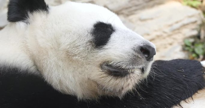 Panda sleeping at zoo