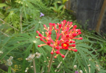 red flower betadin