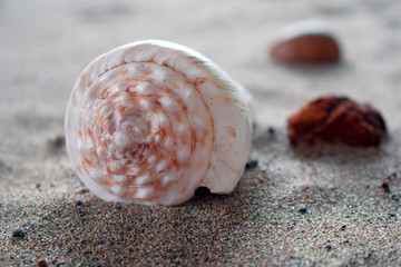  sea shell and stones 